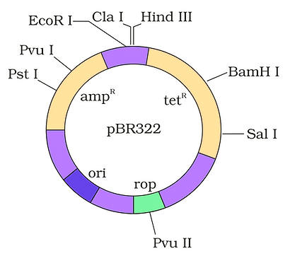 Important Diagrams: Biotechnology - Principles and Processes | Biology Class 12 - NEET