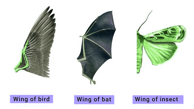 Important Diagrams: Evolution | Biology Class 12 - NEET