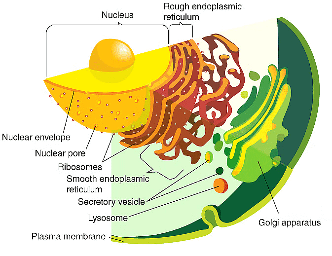 Cell: The Unit of Life Chapter Notes | Biology Class 11 - NEET