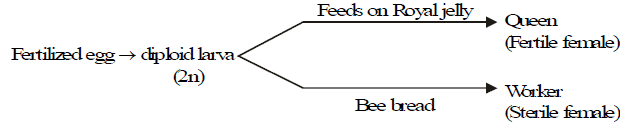 Genetics, Class 12, Biology | General Awareness - Bank Exams