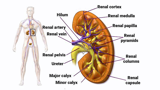 Important Diagrams: Excretory Products and their Elimination | Biology Class 11 - NEET