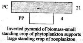 NCERT Exemplar: Ecosystem | Biology Class 12 - NEET