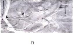 NCERT Exemplar: Biodiversity & its Conservation | Biology Class 12 - NEET
