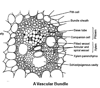 Anatomy of Monocot & Dicot Stem | Biology for JAMB