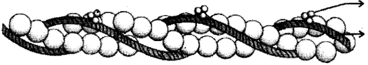 NCERT Exemplar: Locomotion & Movement | Biology Class 11 - NEET