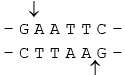 Genetics | Additional Study Material for NEET