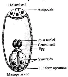 The mature embryo sac