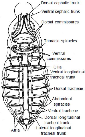 Respiratory & Nervous Systems: Cockroach | Additional Study Material for NEET