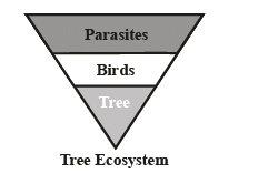 Ecosystems & Ecological Pyramids | Biology Class 12 - NEET