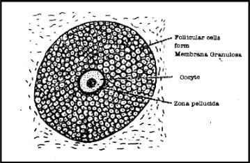 Oogenesis - Human Reproduction - Class 12
