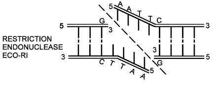 Genetics | Additional Study Material for NEET