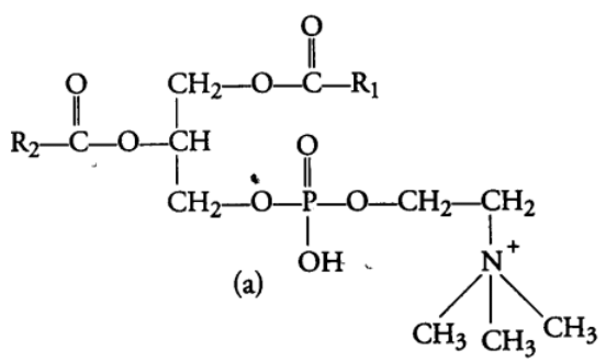Biomolecules & Its Types | Biology Class 11 - NEET