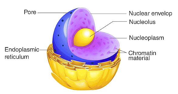 Cell: The Unit of Life Chapter Notes | Biology Class 11 - NEET