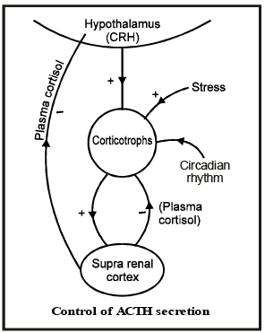Adrenal Gland | Biology for JAMB