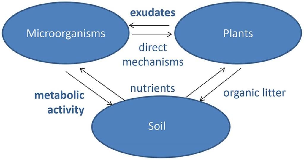 Fig: Microbes source of energy