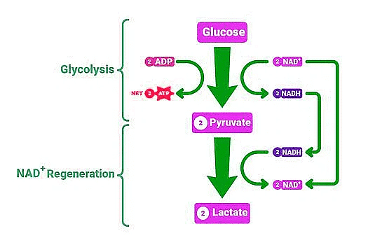 Important Diagrams: Respiration in Plants | Biology Class 11 - NEET