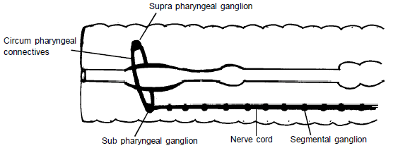 Respiratory & Nervous Systems: Earthworm | Additional Study Material for NEET
