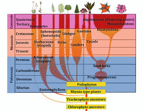 Important Diagrams: Evolution | Biology Class 12 - NEET