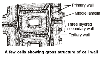 Plant Cell & Animal Cell | Biology for Grade 10