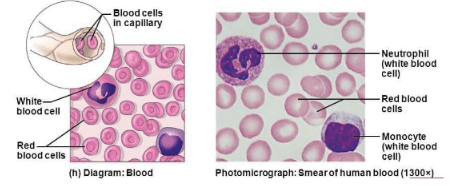 NCERT Solutions Class 11 Biology Chapter 18 - Body Fluids and Circulation
