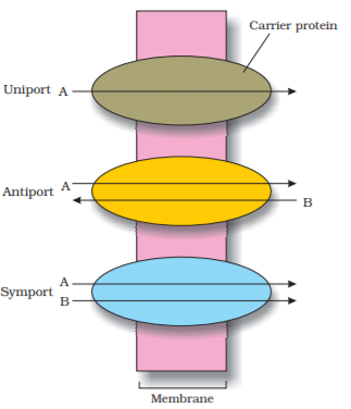 Facilitated Diffusion | Biology for JAMB