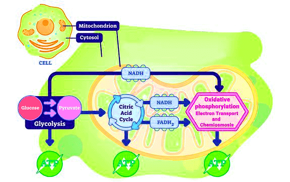 Important Diagrams: Respiration in Plants | Biology Class 11 - NEET
