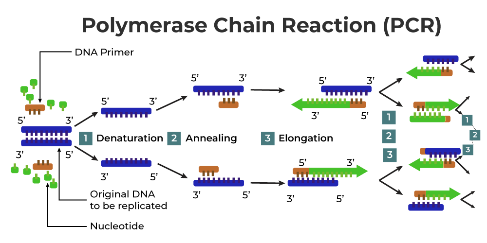 Important Diagrams: Biotechnology - Principles and Processes | Biology Class 12 - NEET