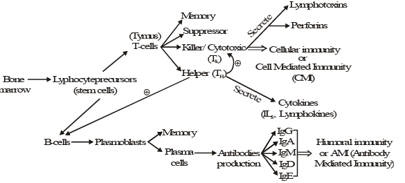 Immunity & Human Immune System | Biology for Grade 12