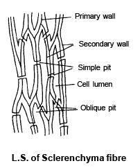 Permanent Tissues: Simple & Complex | Biology for ACT
