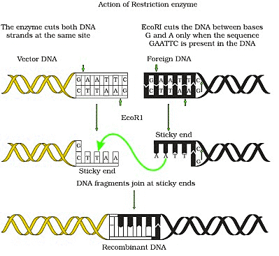 Important Diagrams: Biotechnology - Principles and Processes | Biology Class 12 - NEET