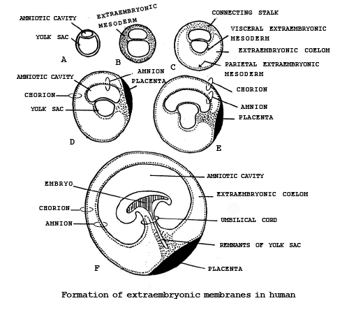 EXTRA EMBRYONIC MEMBRANES AND PLACENTA
