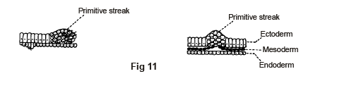 FORMATION OF GERM LAYERS (GASTRULATION)