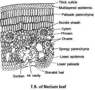 Anatomy of Leaf | Biology for JAMB