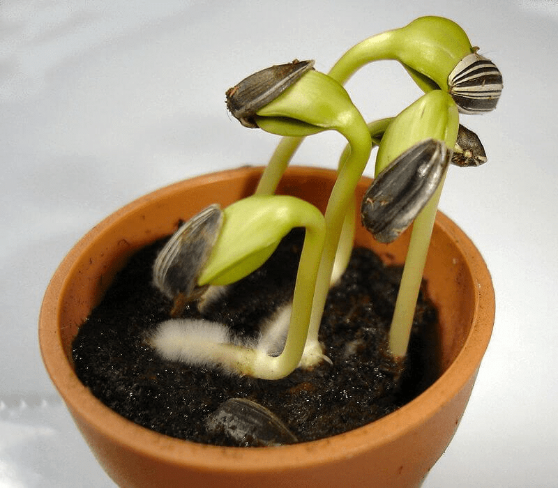 Sunflower seedling, three days after germination