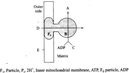 NCERT Exemplars: Respiration in Plants | Biology Class 11 - NEET