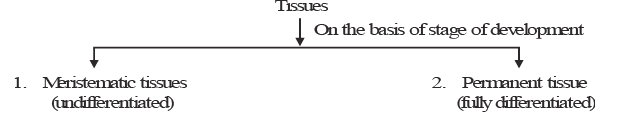 Types & Characteristics of Meristematic Tissue | Biology for ACT