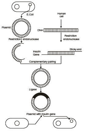 Genetics | Additional Study Material for NEET