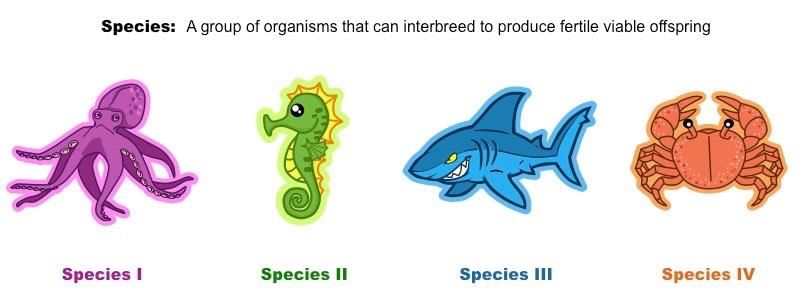 Species