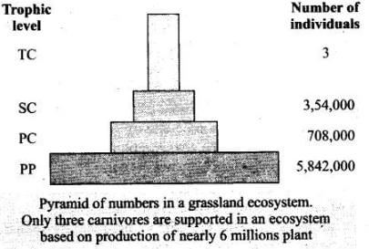 NCERT Exemplar: Ecosystem | Biology Class 12 - NEET