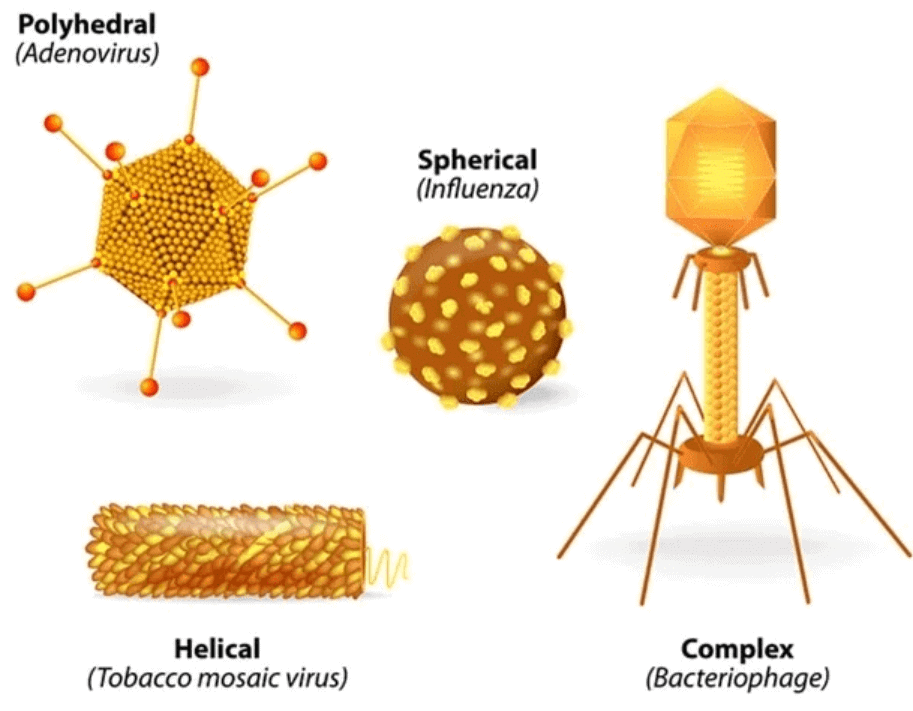 Viruses, Viroid, Prions & Lichens | Biology for JAMB