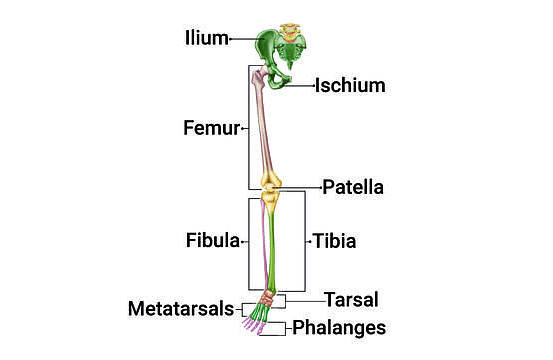 Important Diagrams: Locomotion and Movement | Biology Class 11 - NEET