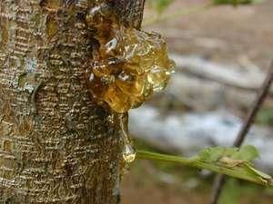 Xylem Sap