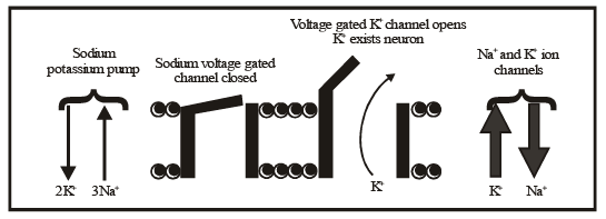 Transmission of Nerve Impulses | Biology Class 11 - NEET