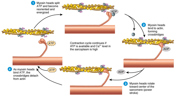 Muscle: Sliding Filament Theory & Contractile Proteins | Biology Class 11 - NEET