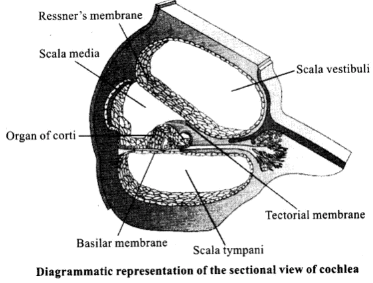 NCERT Exemplars: Neural Control & Coordination | Biology Class 11 - NEET