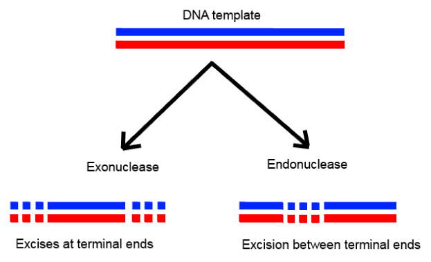 Endonucleases