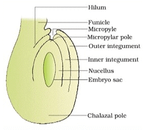 The Pistil, Megasporangium (Ovule) and Embryo Sac
