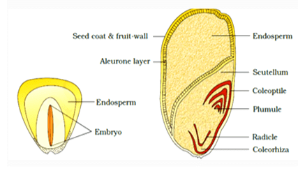 NCERT Notes: Morphology of Flowering Plants | NCERTs at Fingertips: Textbooks, Tests & Solutions - NEET