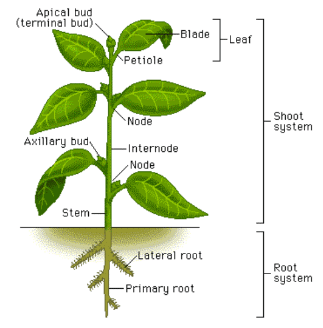 Strategies for Enhancement in Food Production (Old NCERT) NCERT Solutions | General Science for Competitive Exams - RRB Group D / RPF Constable