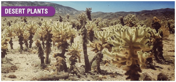 Adaptation & Habitats | AP Biology - Grade 9